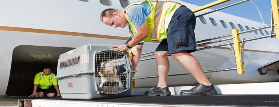 Live Animal Regulation Virtual Training